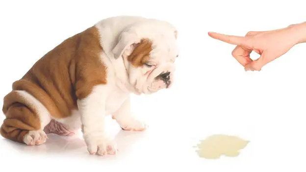 Perro como compañero para personas enfermas