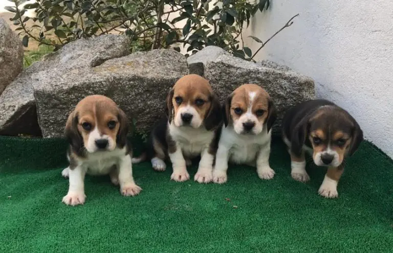 Estándar FCI del Beagle