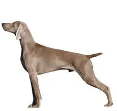 Estándar FCI del Weimaraner