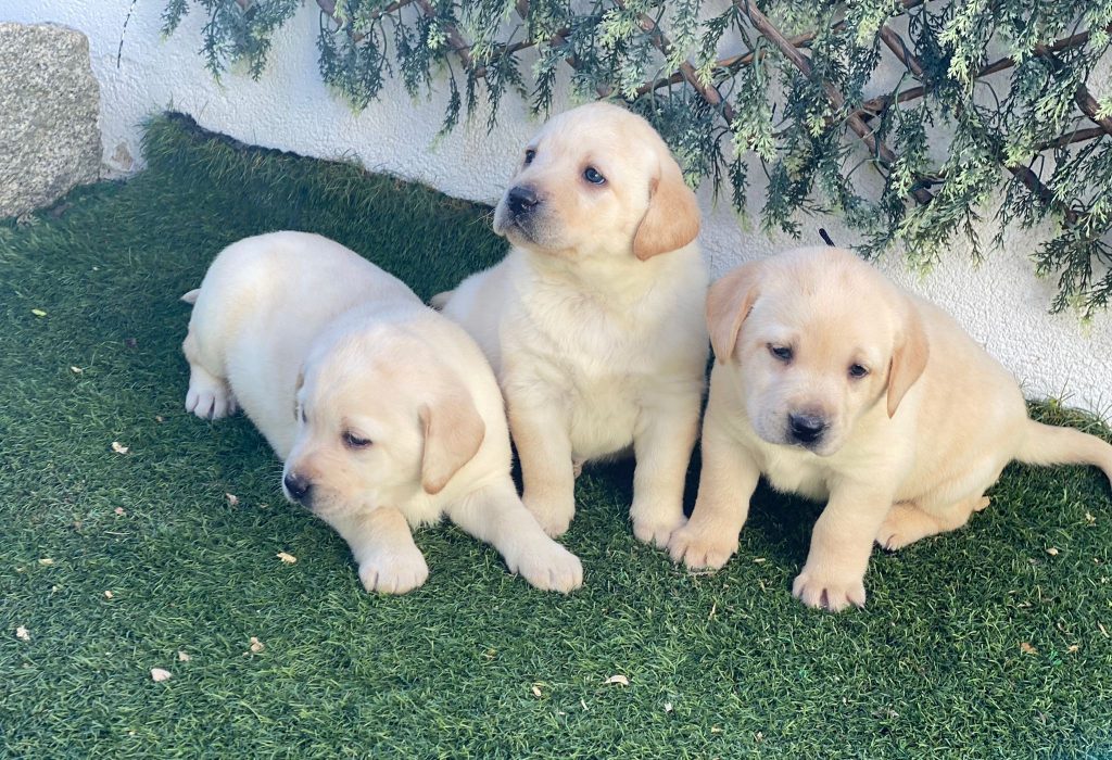 Cachorros Labrador Retriever