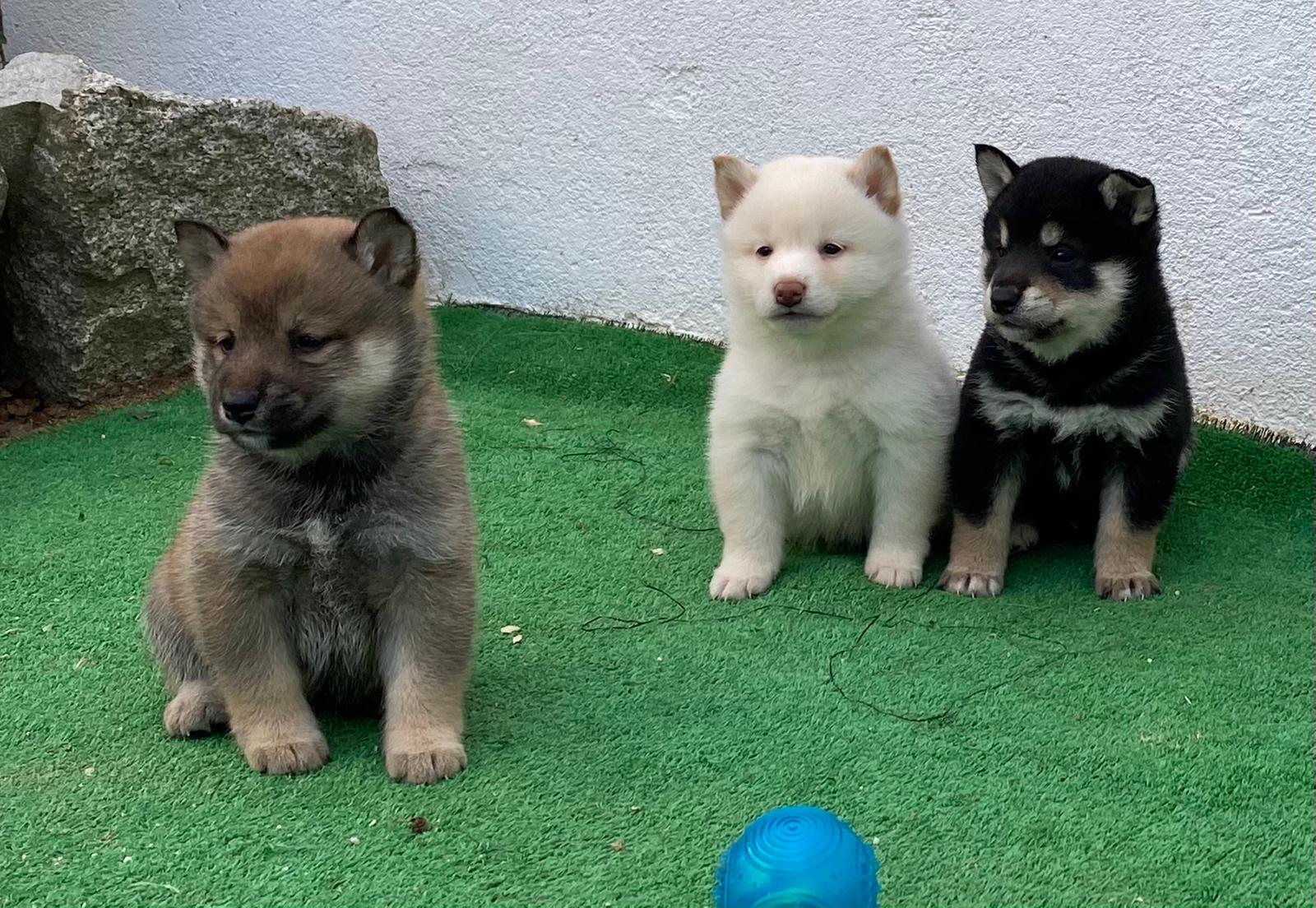Shiba Inu España
