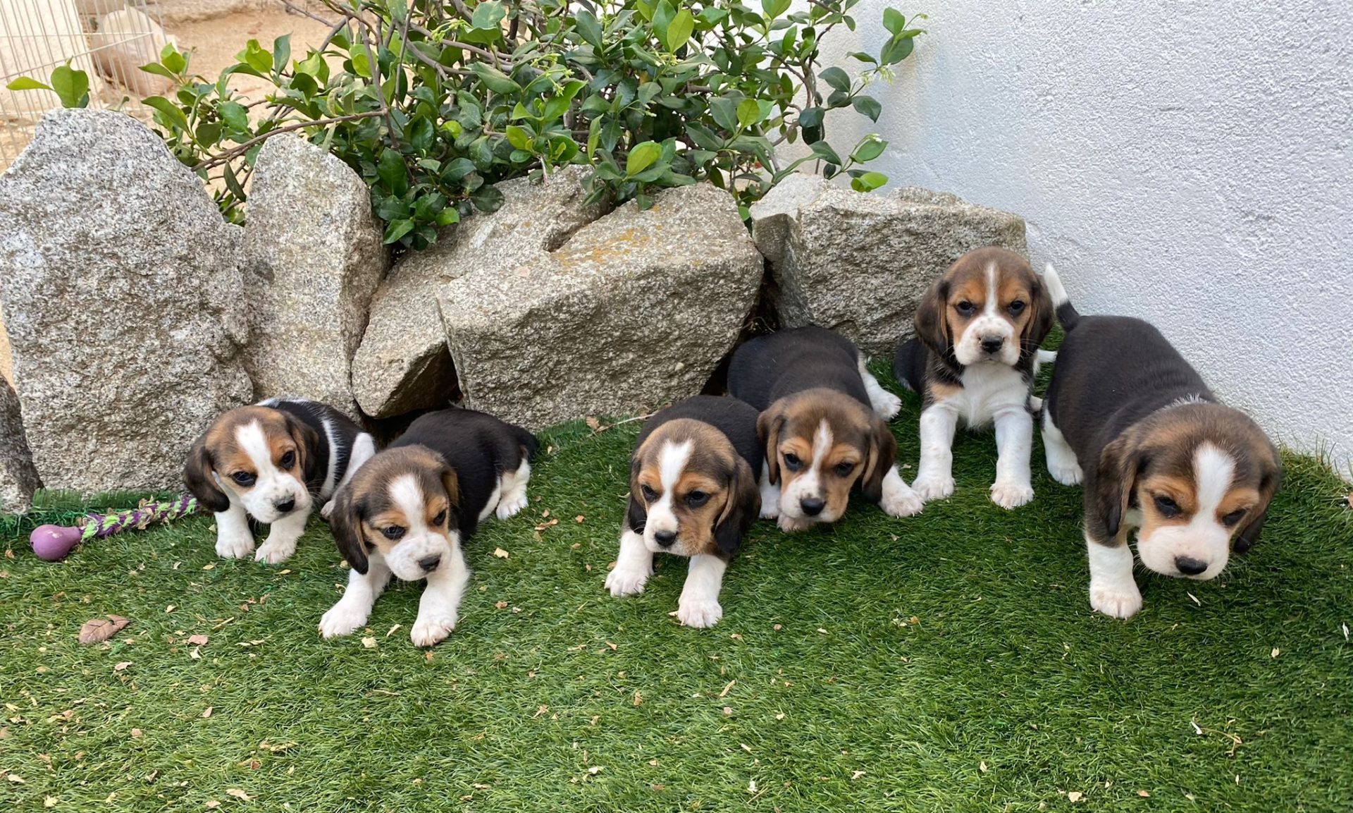 Contacto Criadero Decasla