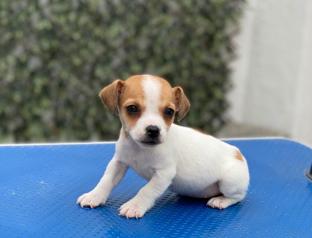 Jack Russell Terrier Decasla