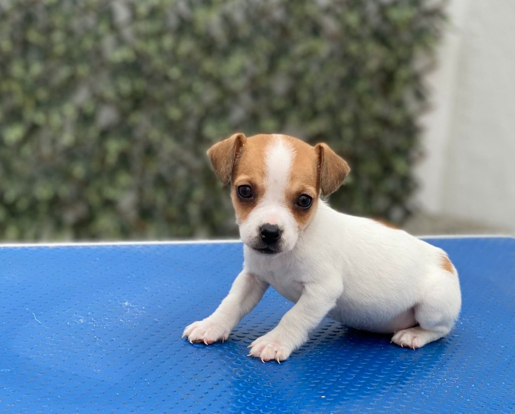 Cachorros de Jack Russell Terrier en España