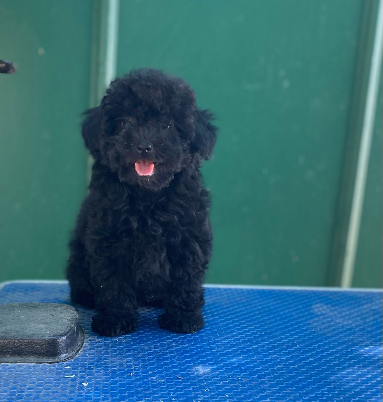 Cachorro Caniche Toy