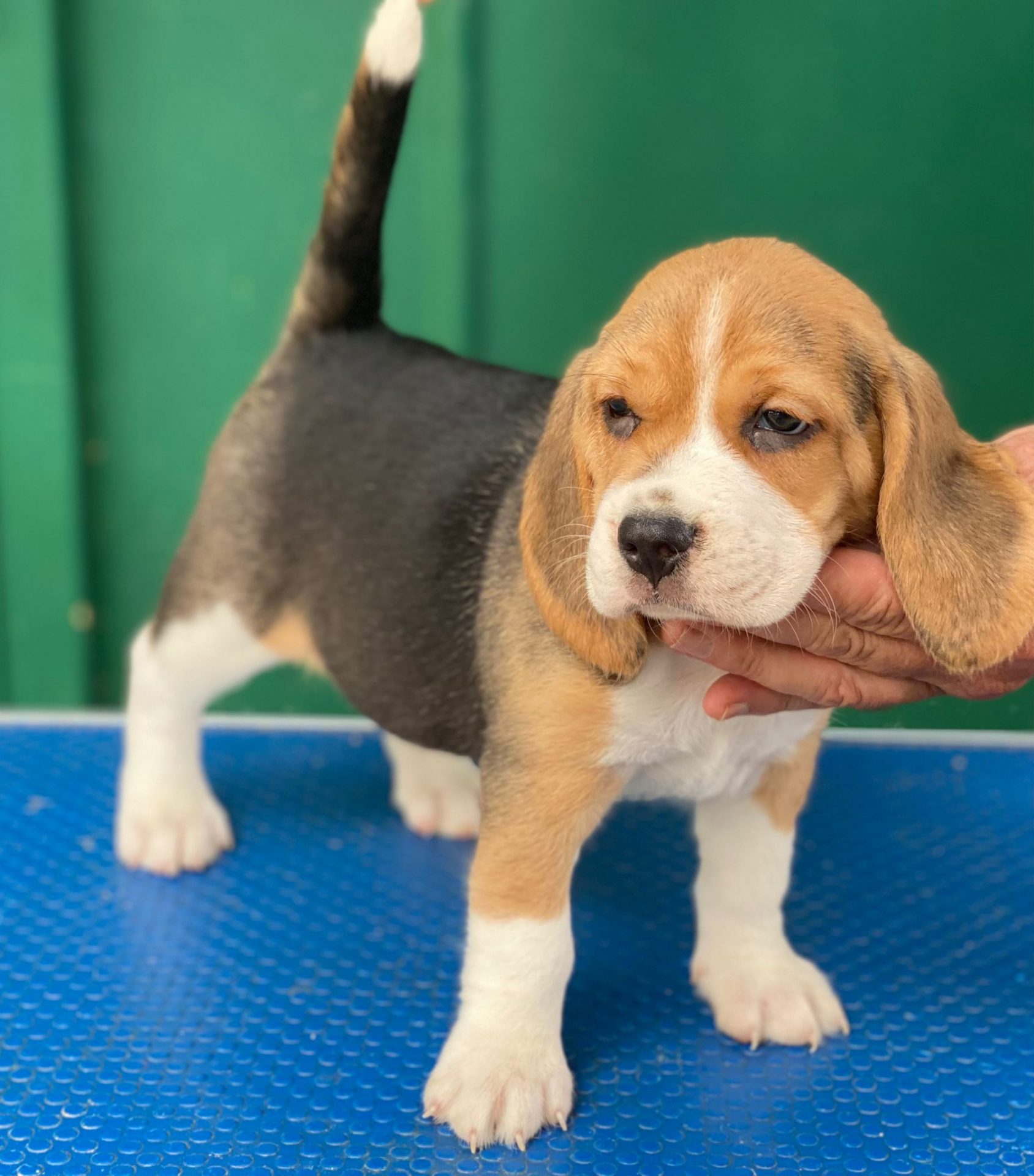 Beagle familia