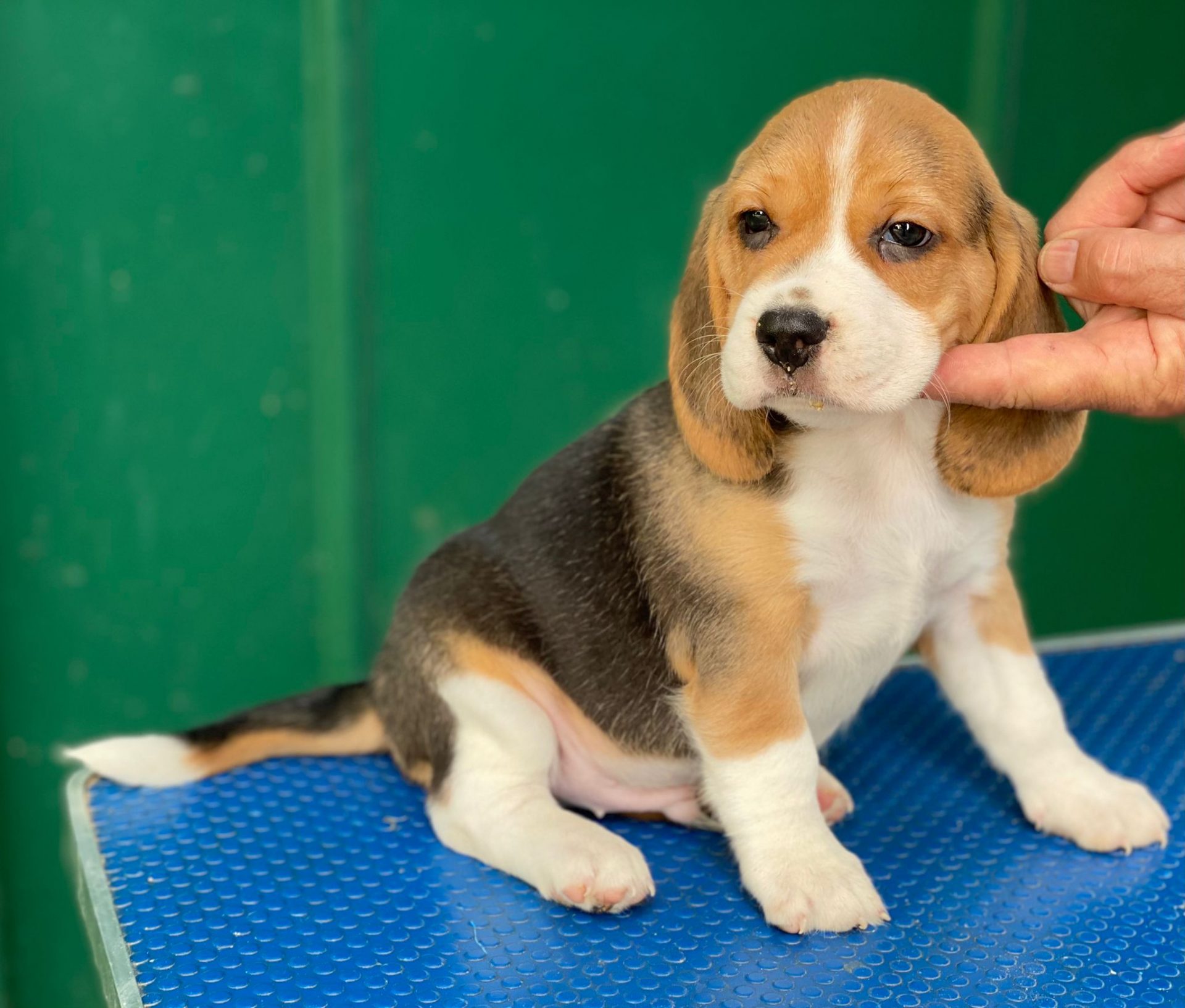 Camada Beagle Decasla