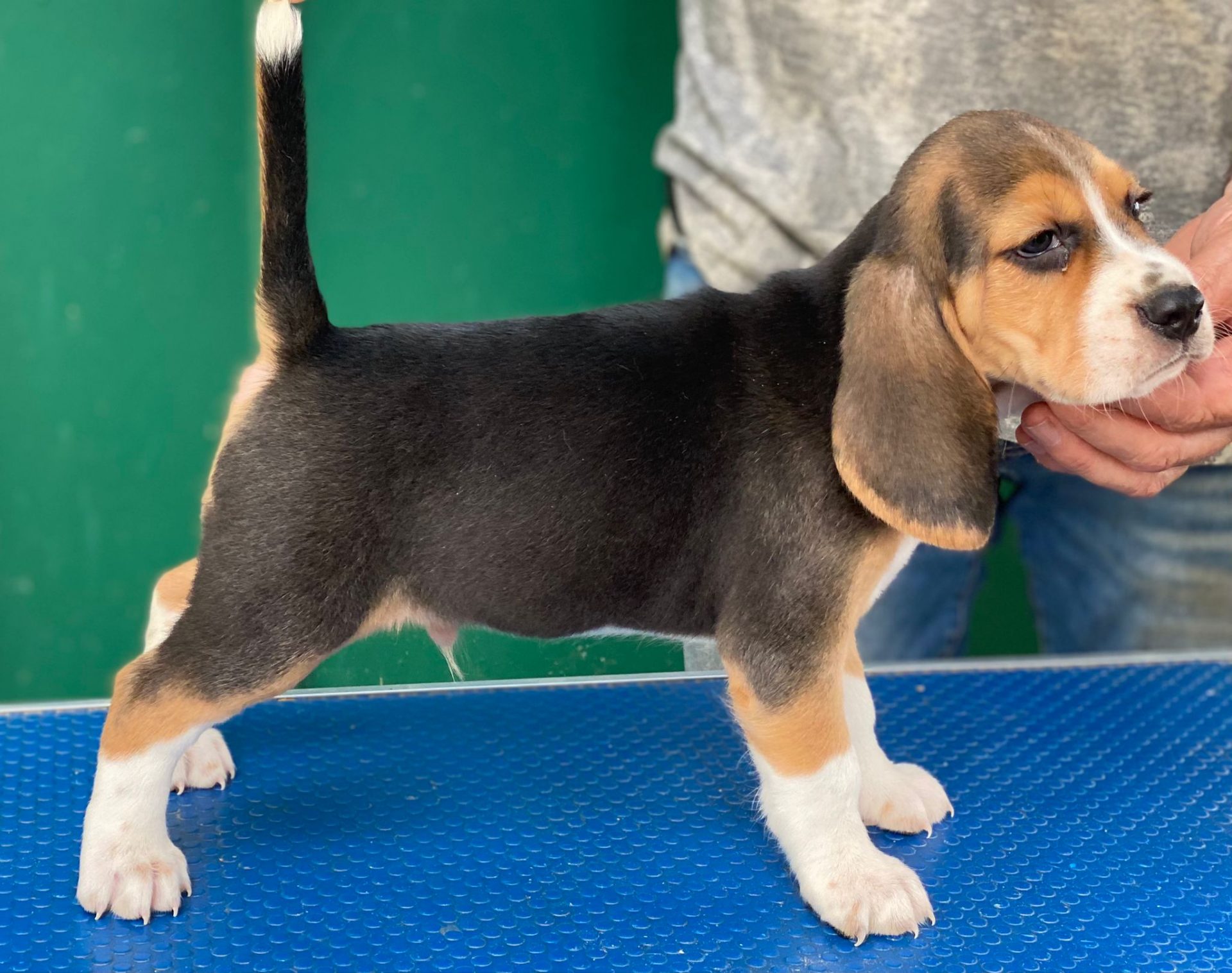 Cachorro Beagle Decasla