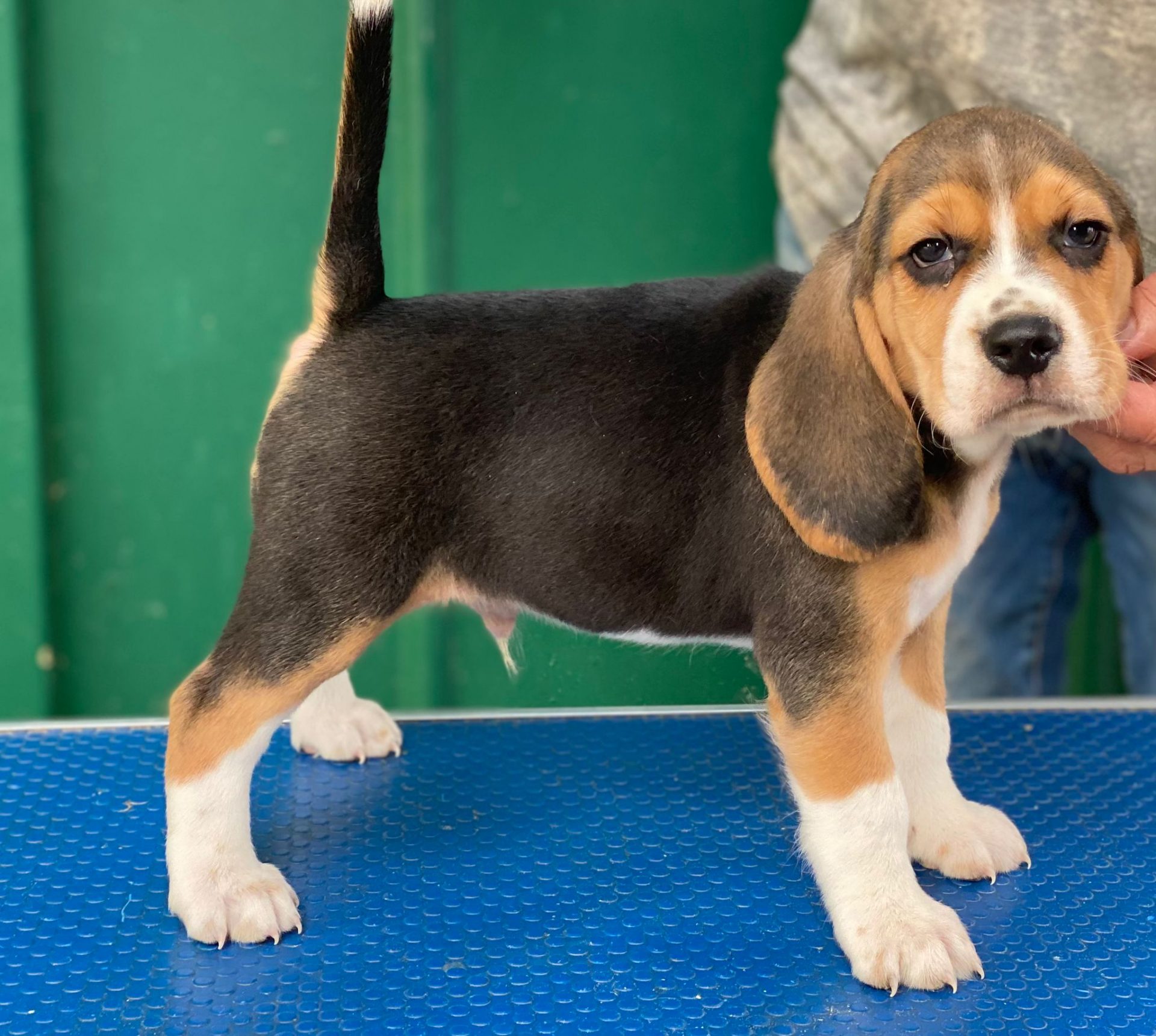 Beagle jugando