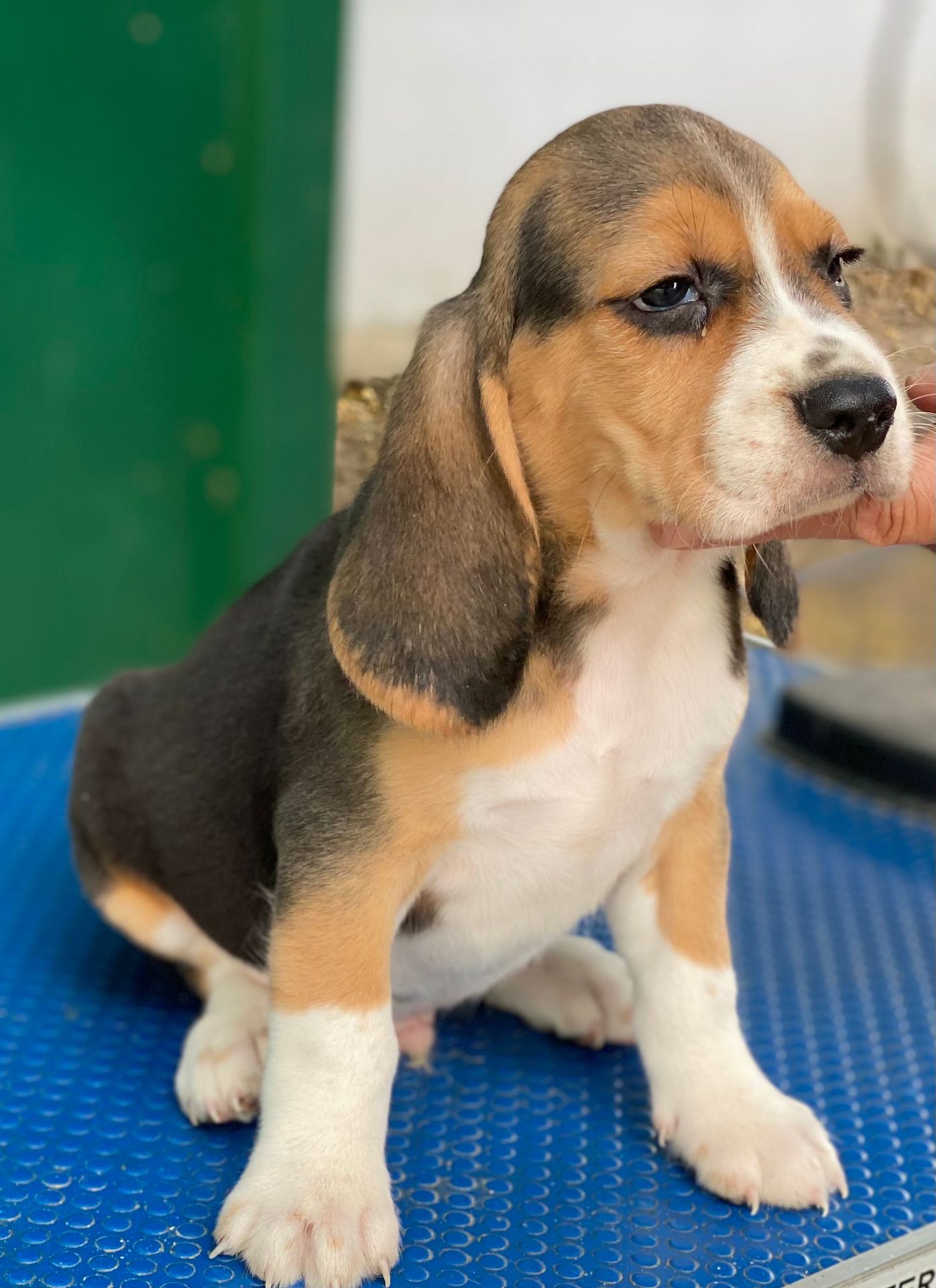 Cachorro Beagle Decasla