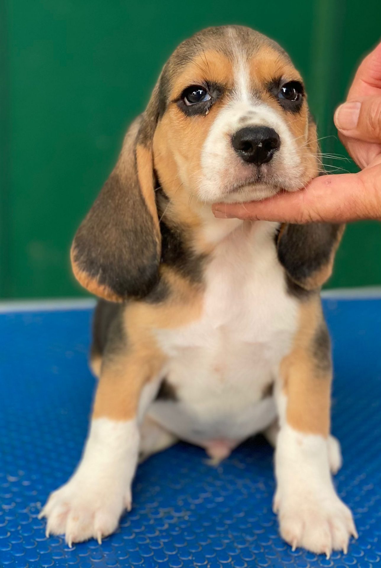 Beagle Decasla España