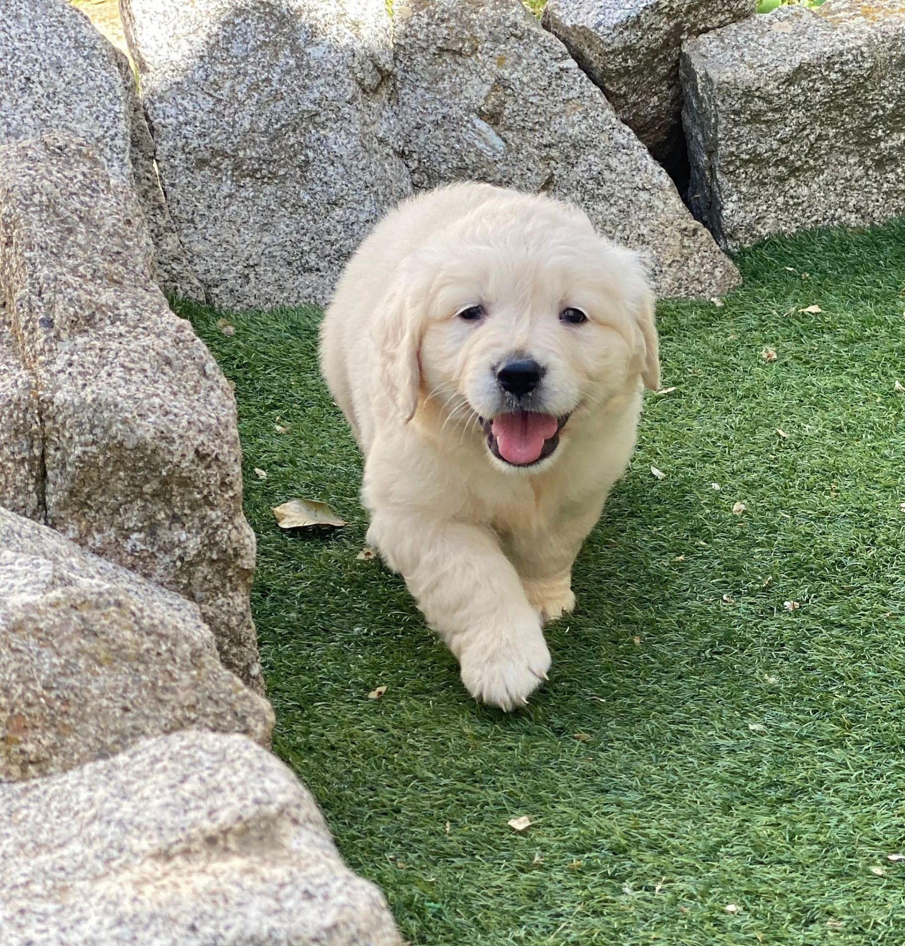 Golden Retriever Decasla