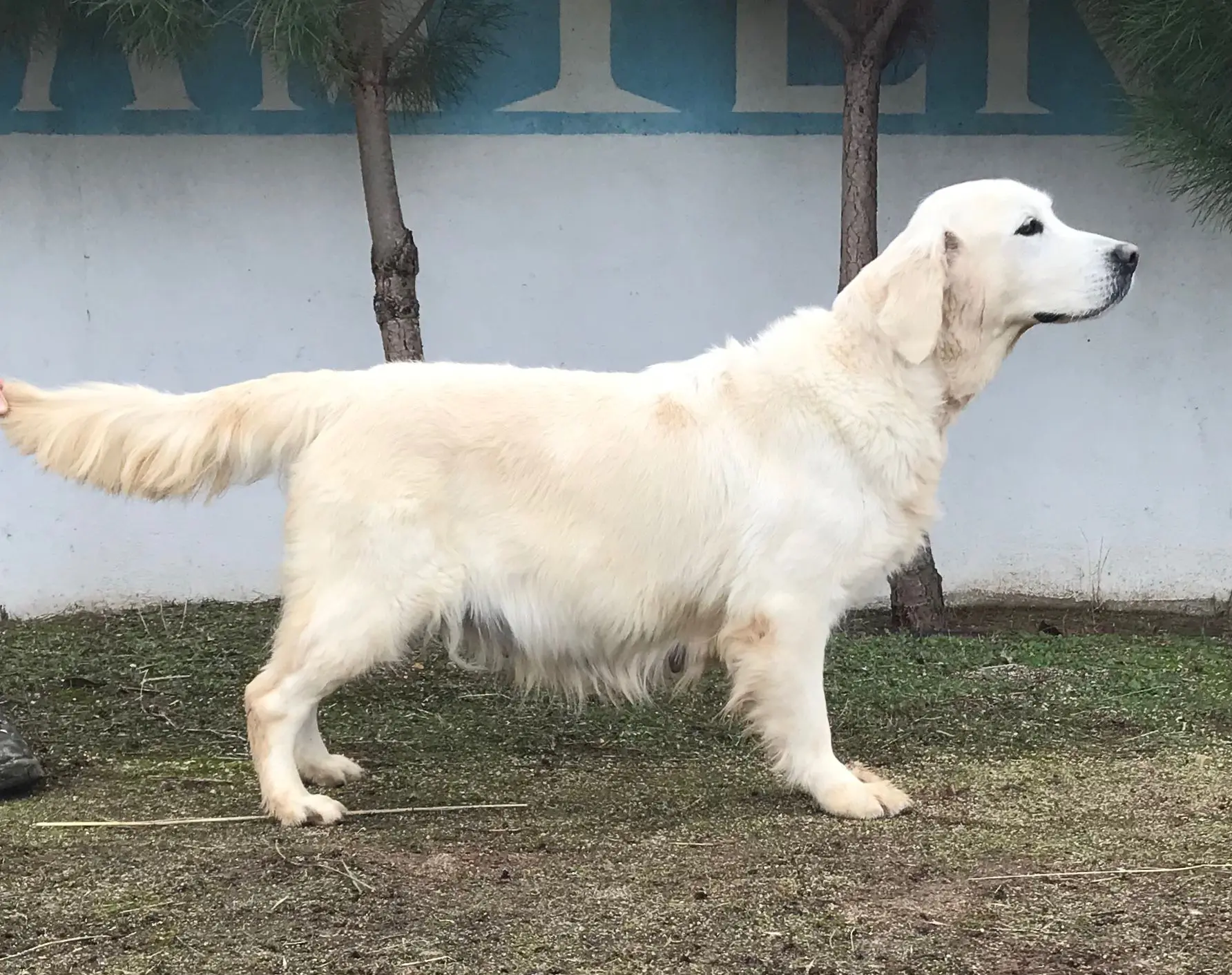 Golden Retriever Decasla
