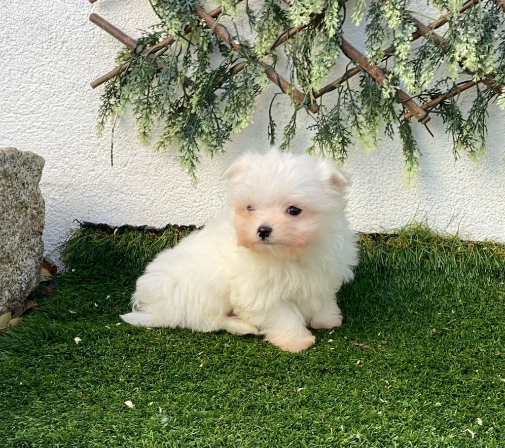 Bichón Maltés Decasla