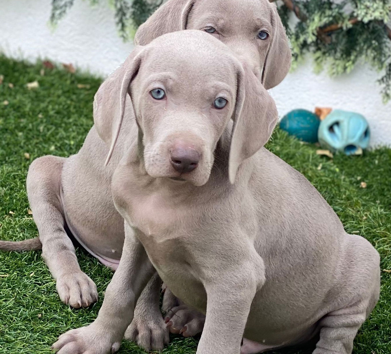 Cachorros Braco de Weimar en criadero
