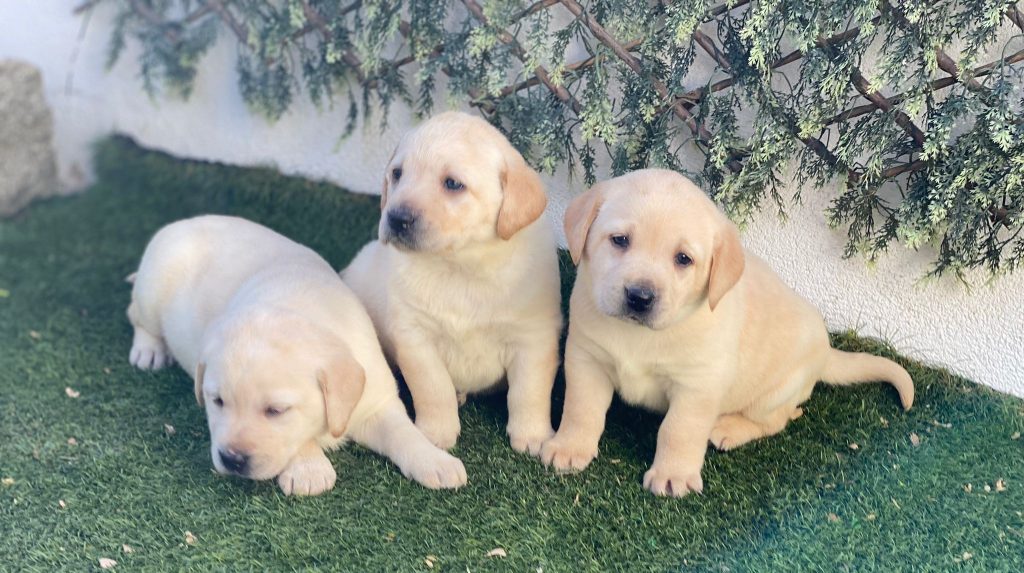 Labrador Retriever familia