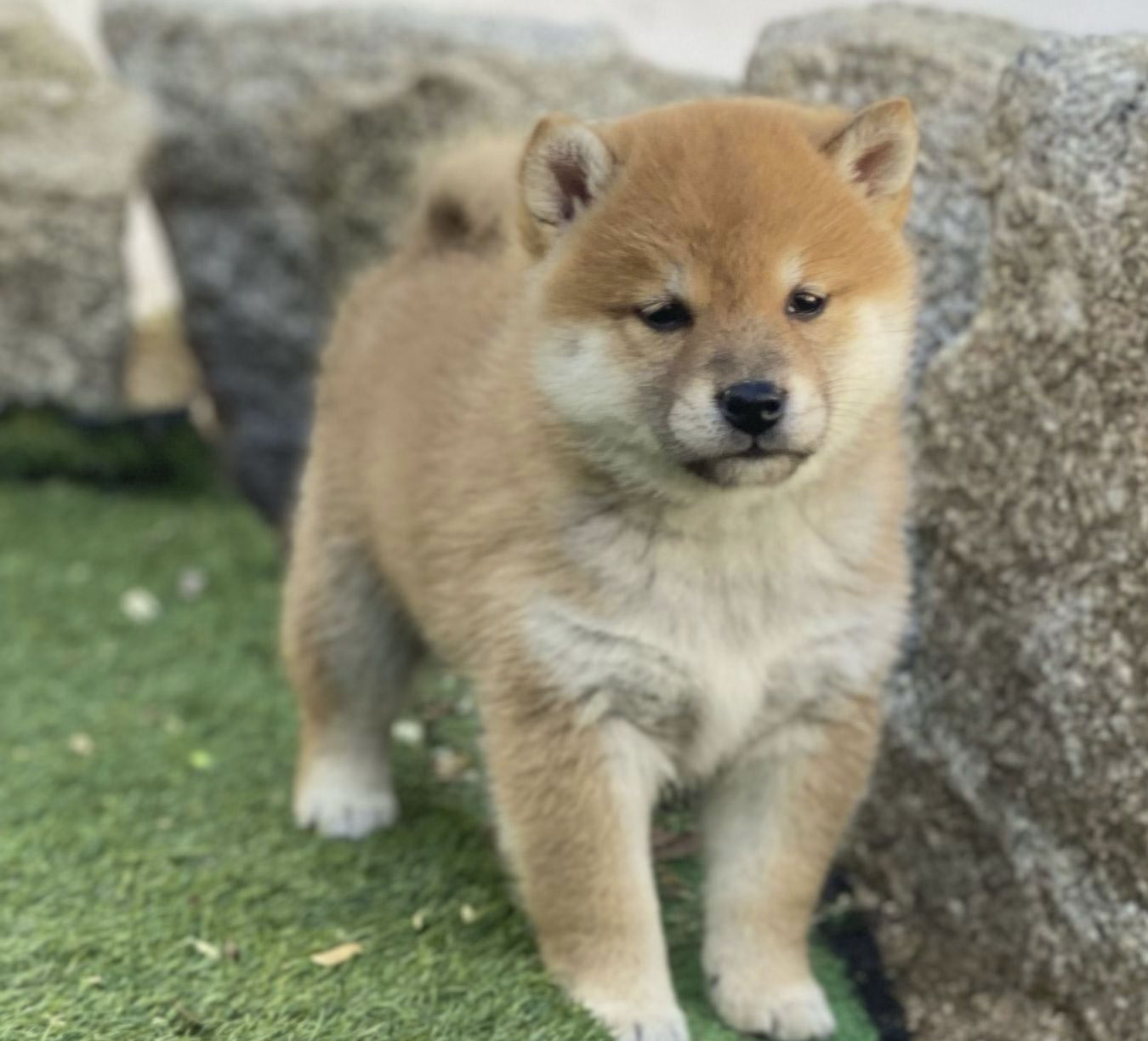 Criadero de Shiba Inu en España