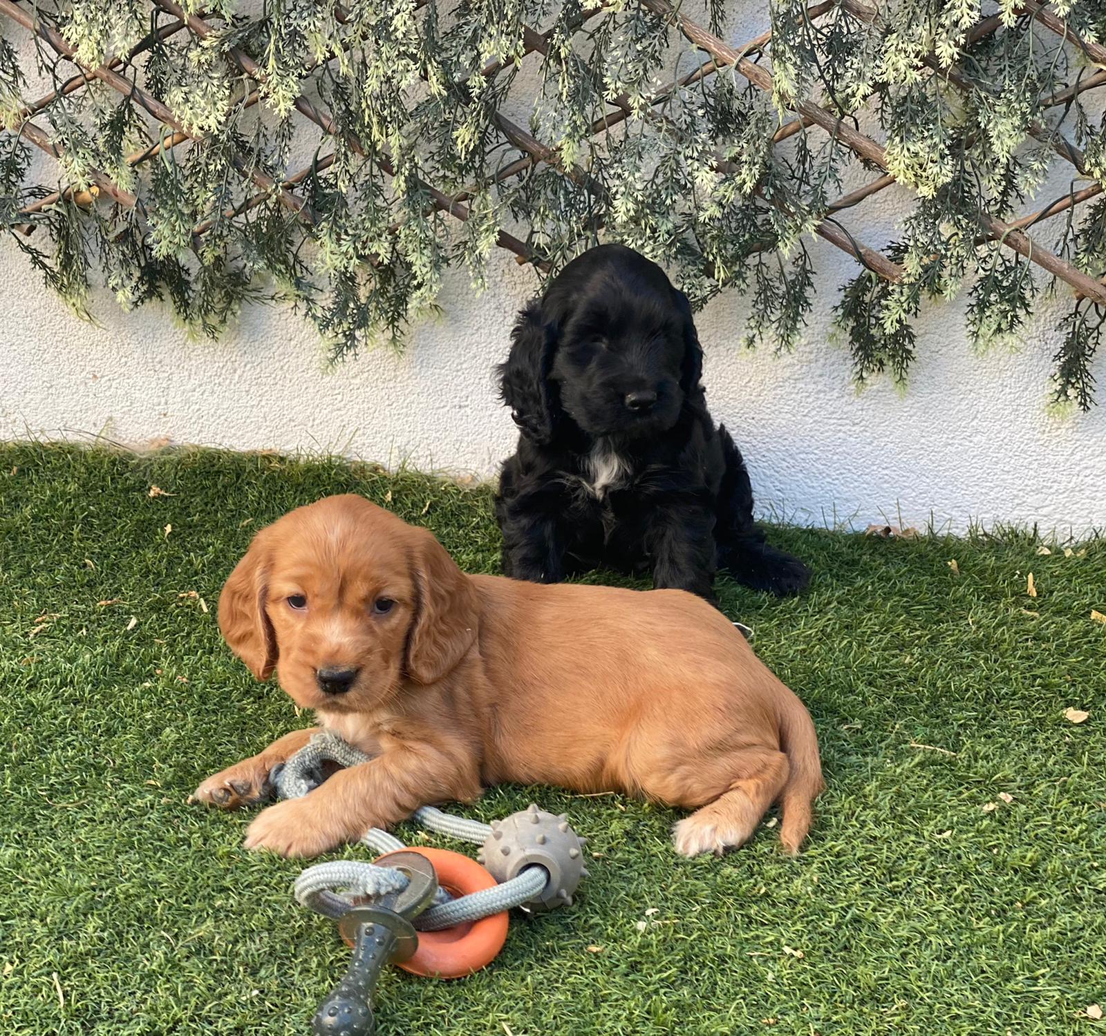 Cocker Spaniel Decasla