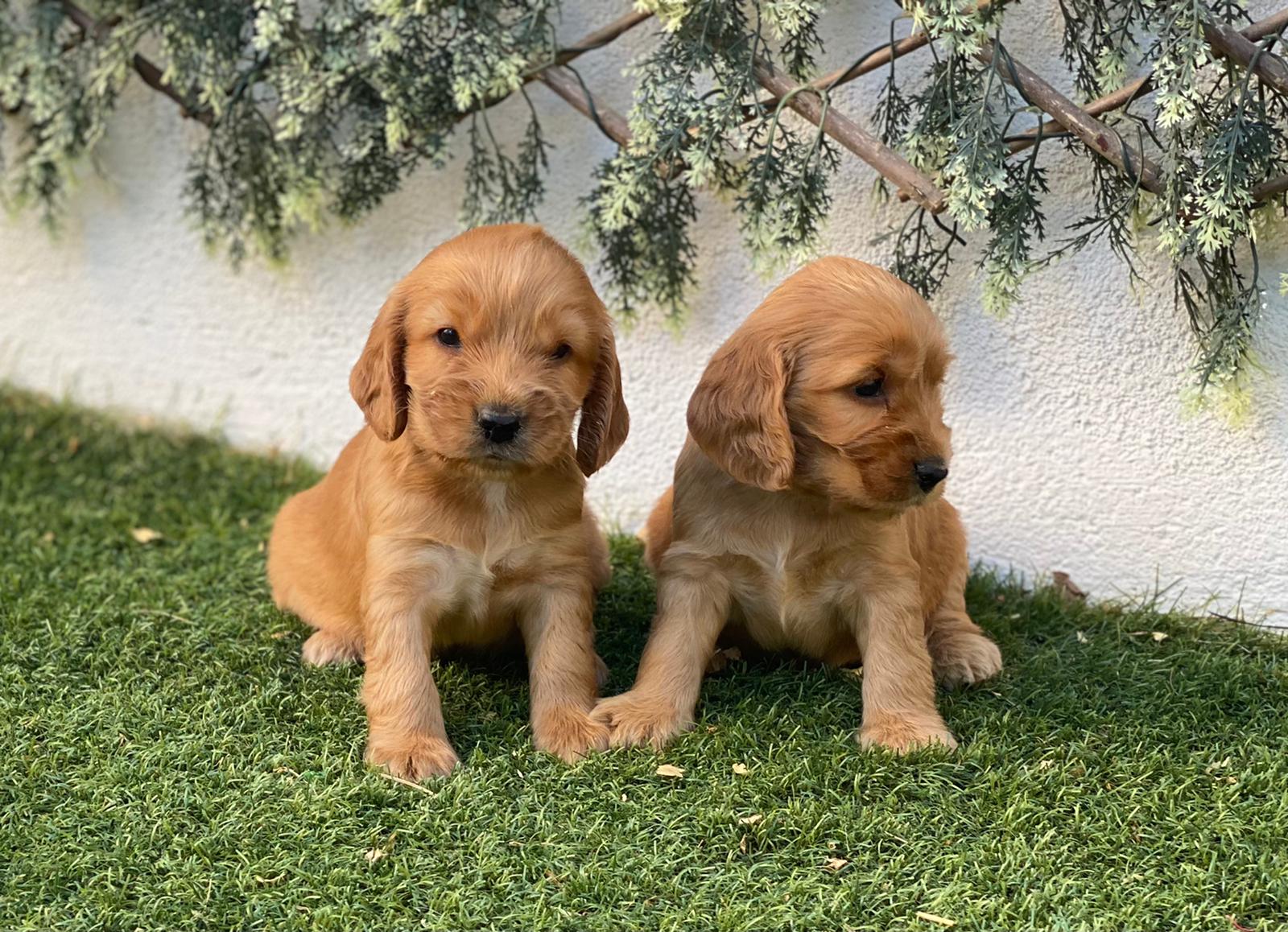 Cocker Spaniel Decasla