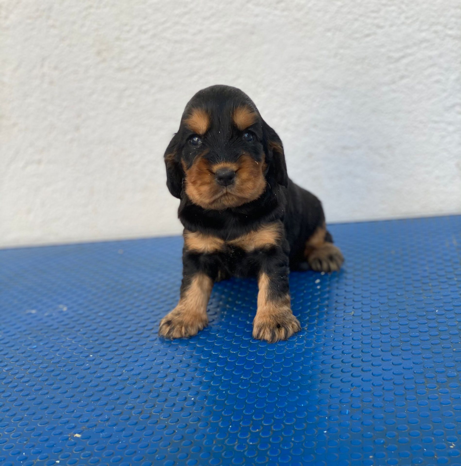 Cocker Spaniel España