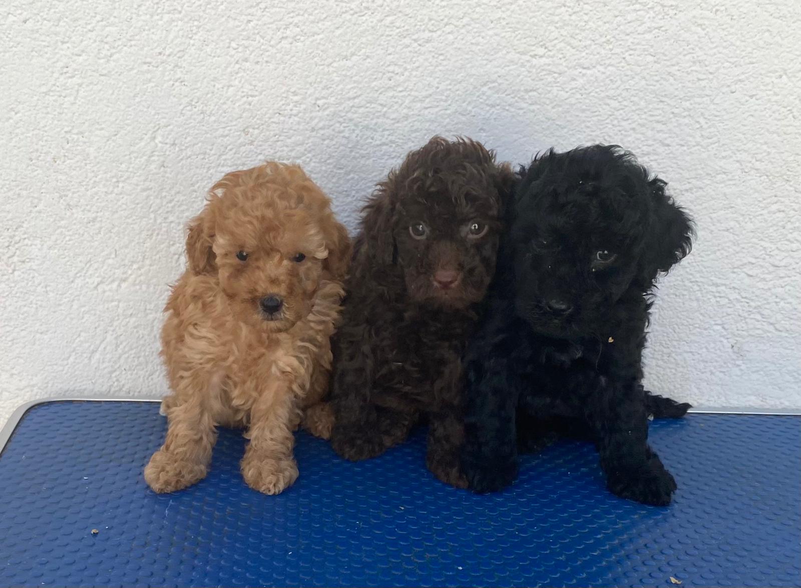 Caniche Toy adulto