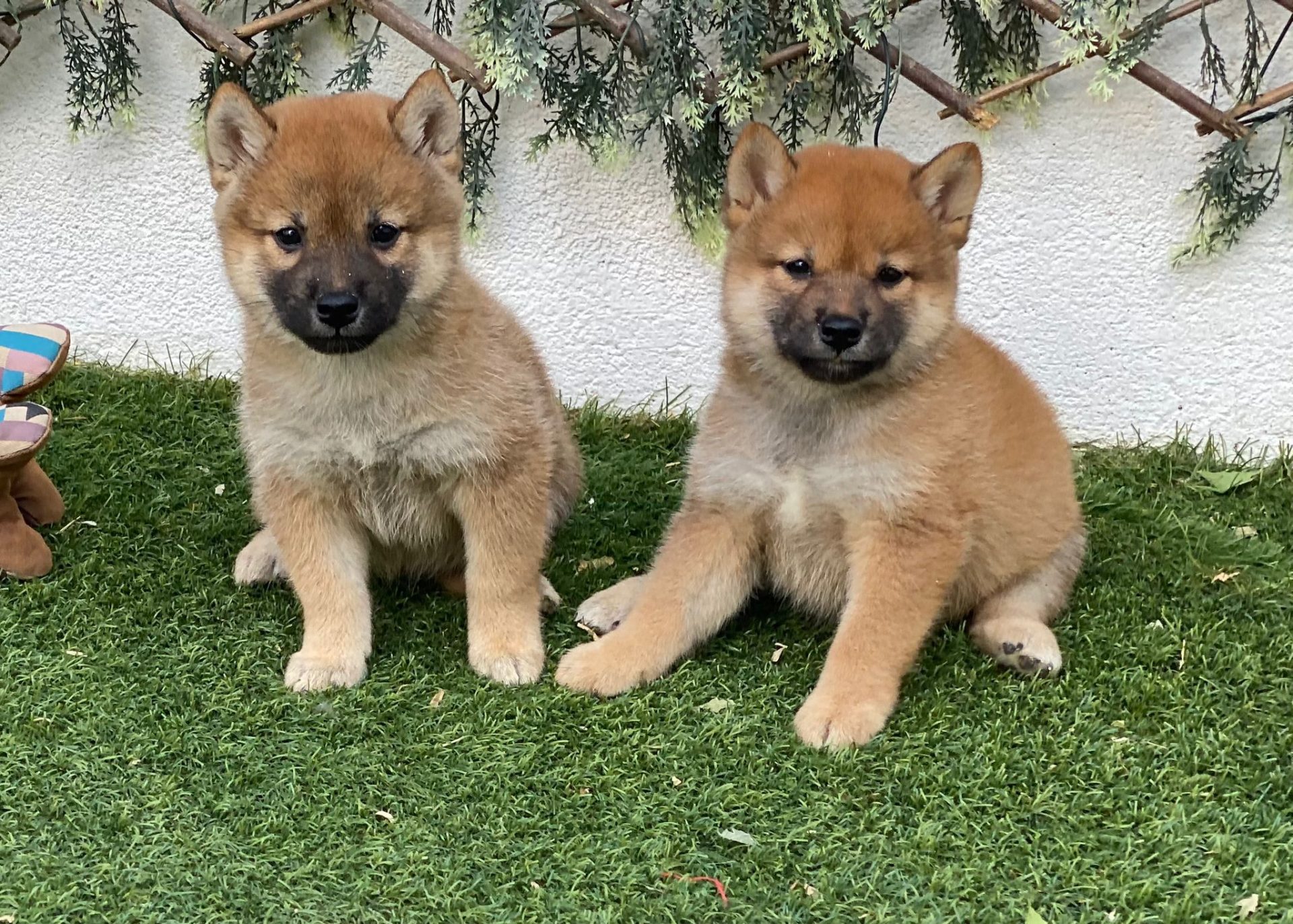 Cachorro Shiba Inu