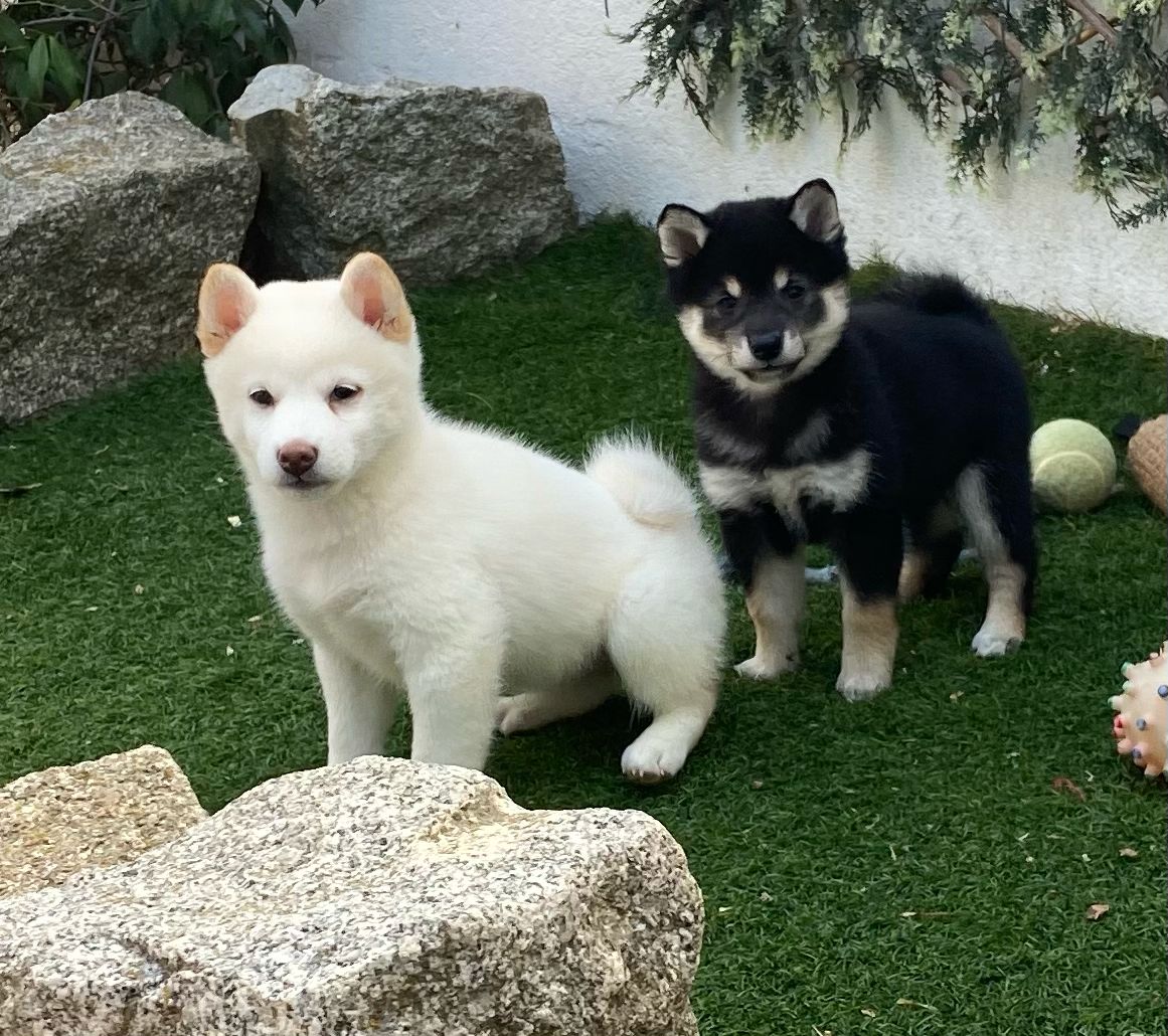 Shiba Inu jugando