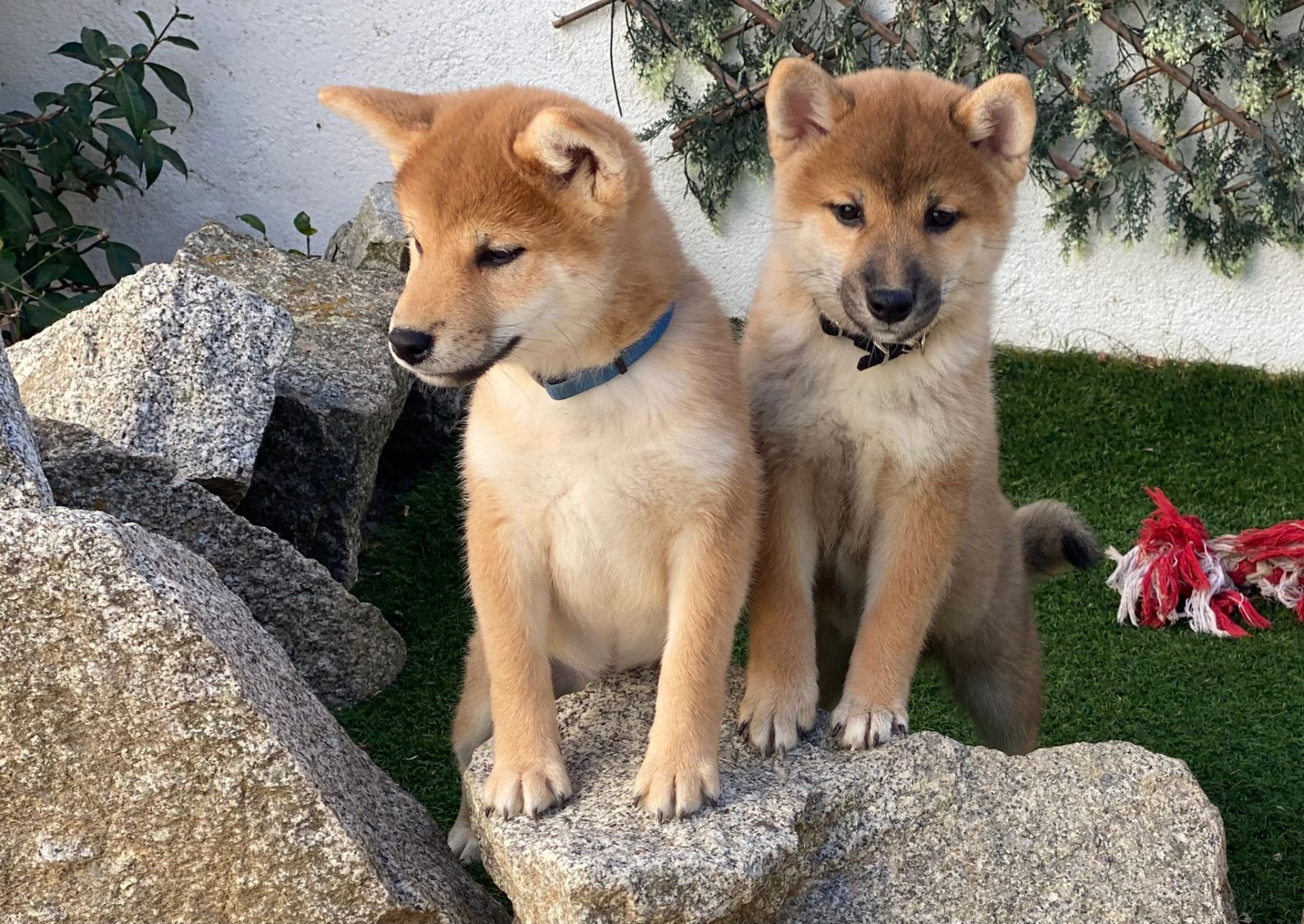 Shiba Inu Decasla