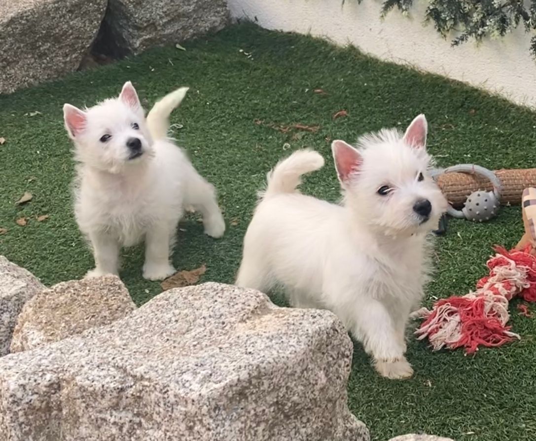 Cachorro West Highland White Terrier