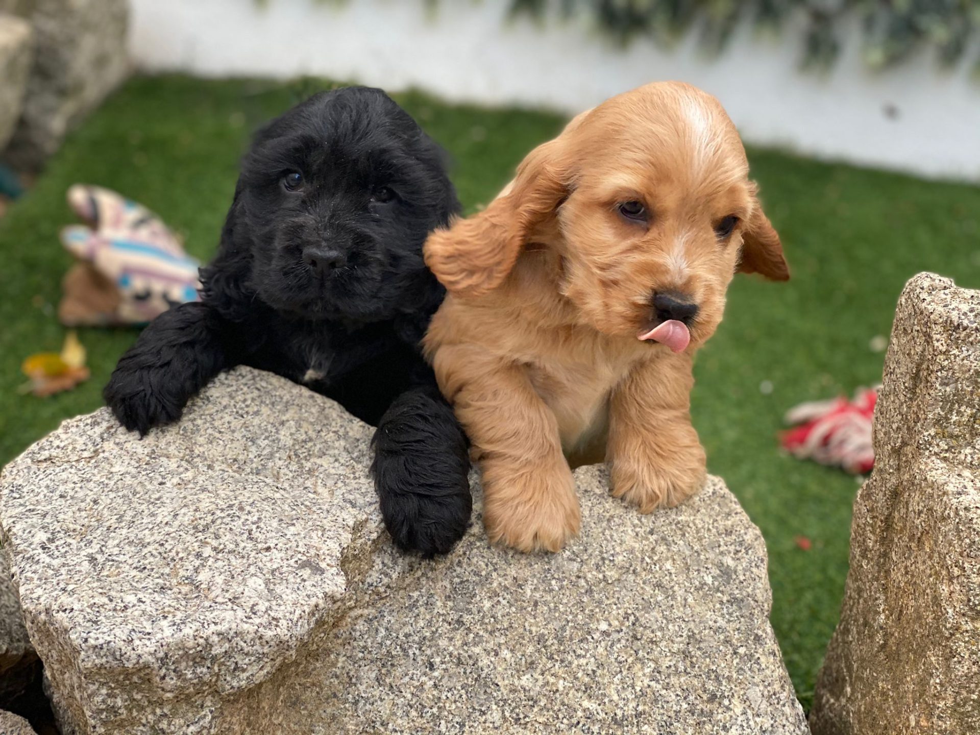 Cocker Spaniel Decasla
