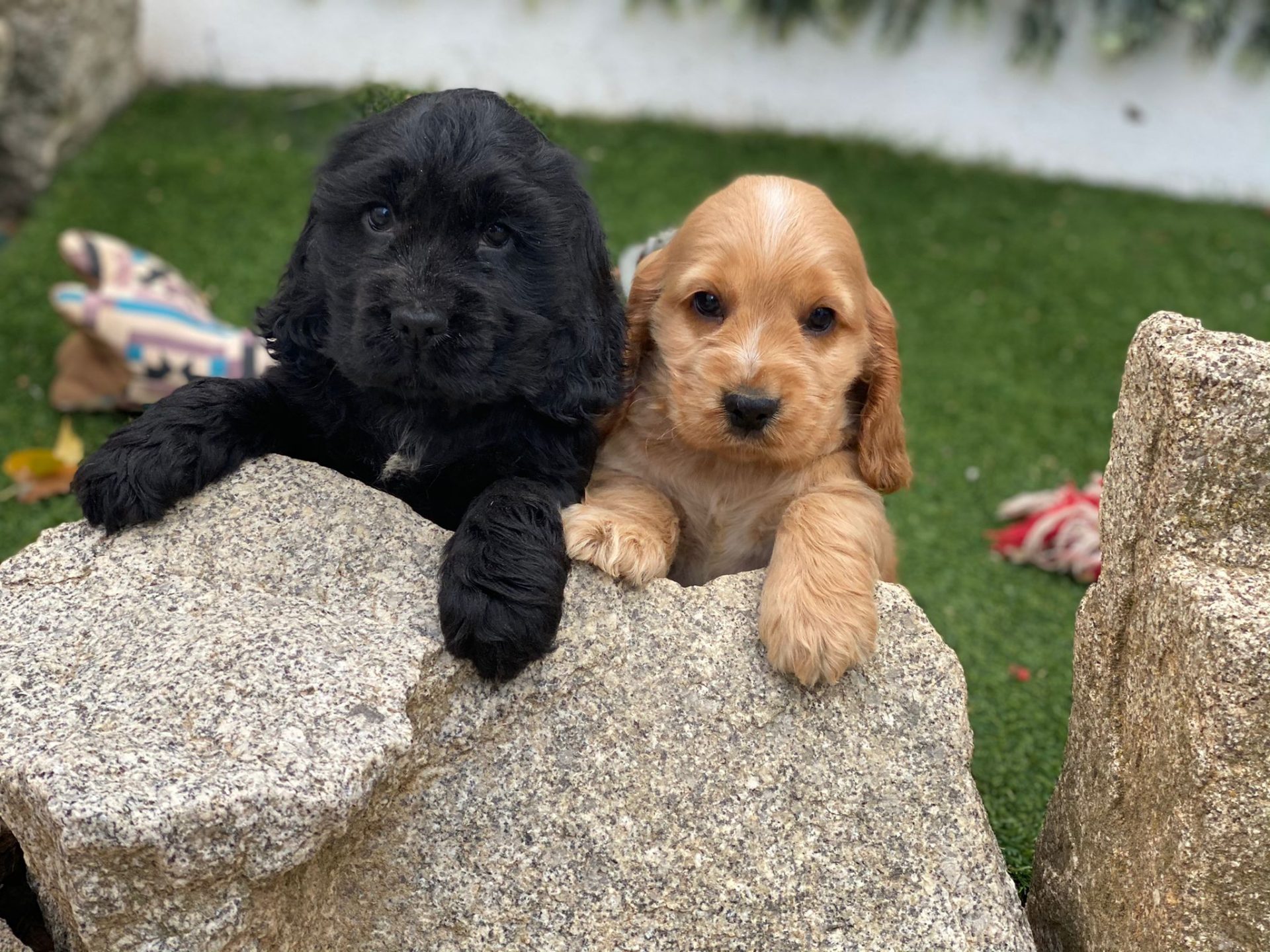 Cachorro Cocker Spaniel
