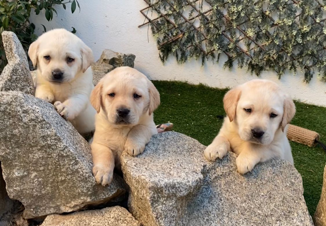 Labrador Retriever Decasla