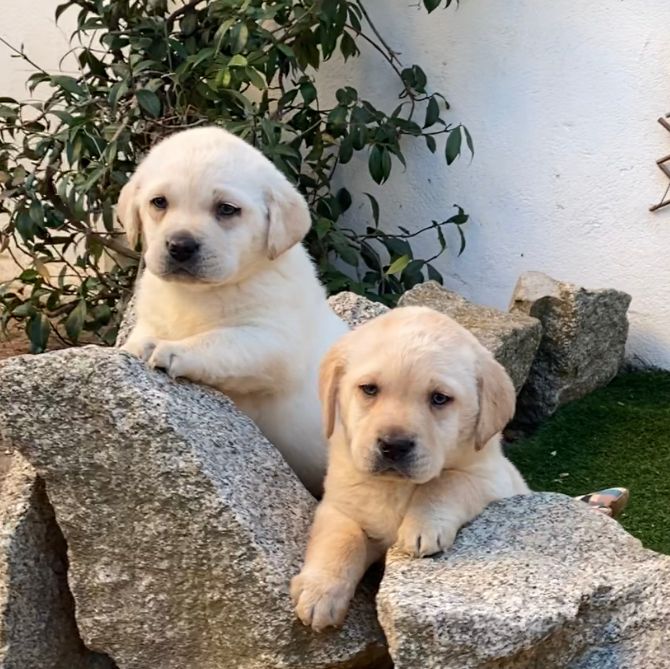 Labrador Retriever jugando