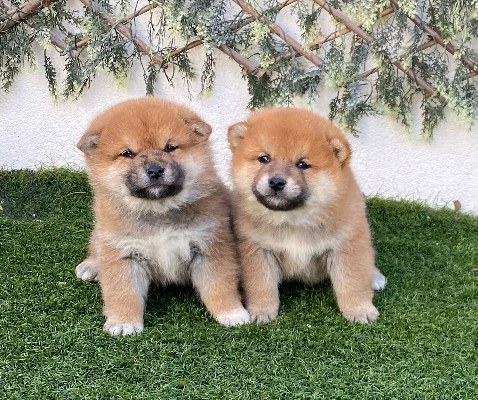 Shiba Inu adulto