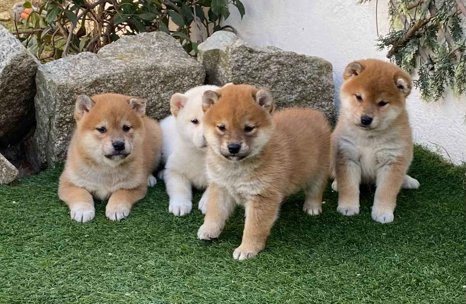 Shiba Inu Decasla