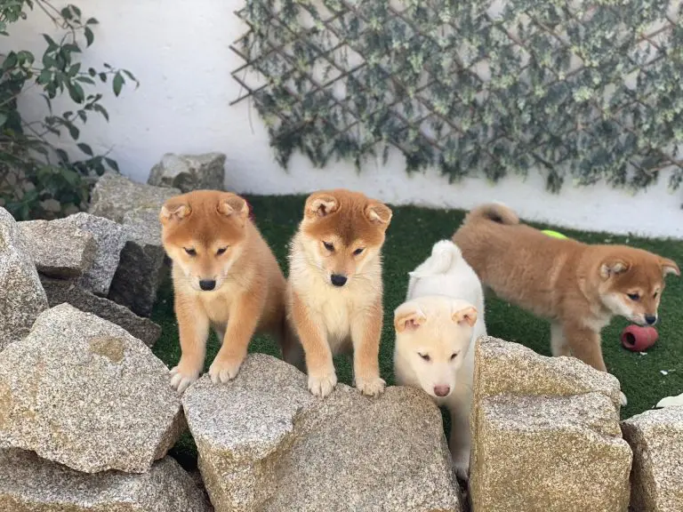 Dónde conseguir un buen Shiba Inu