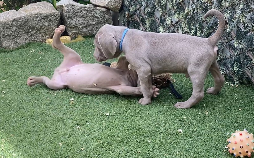 Cachorro de Braco de Weimar en criadero