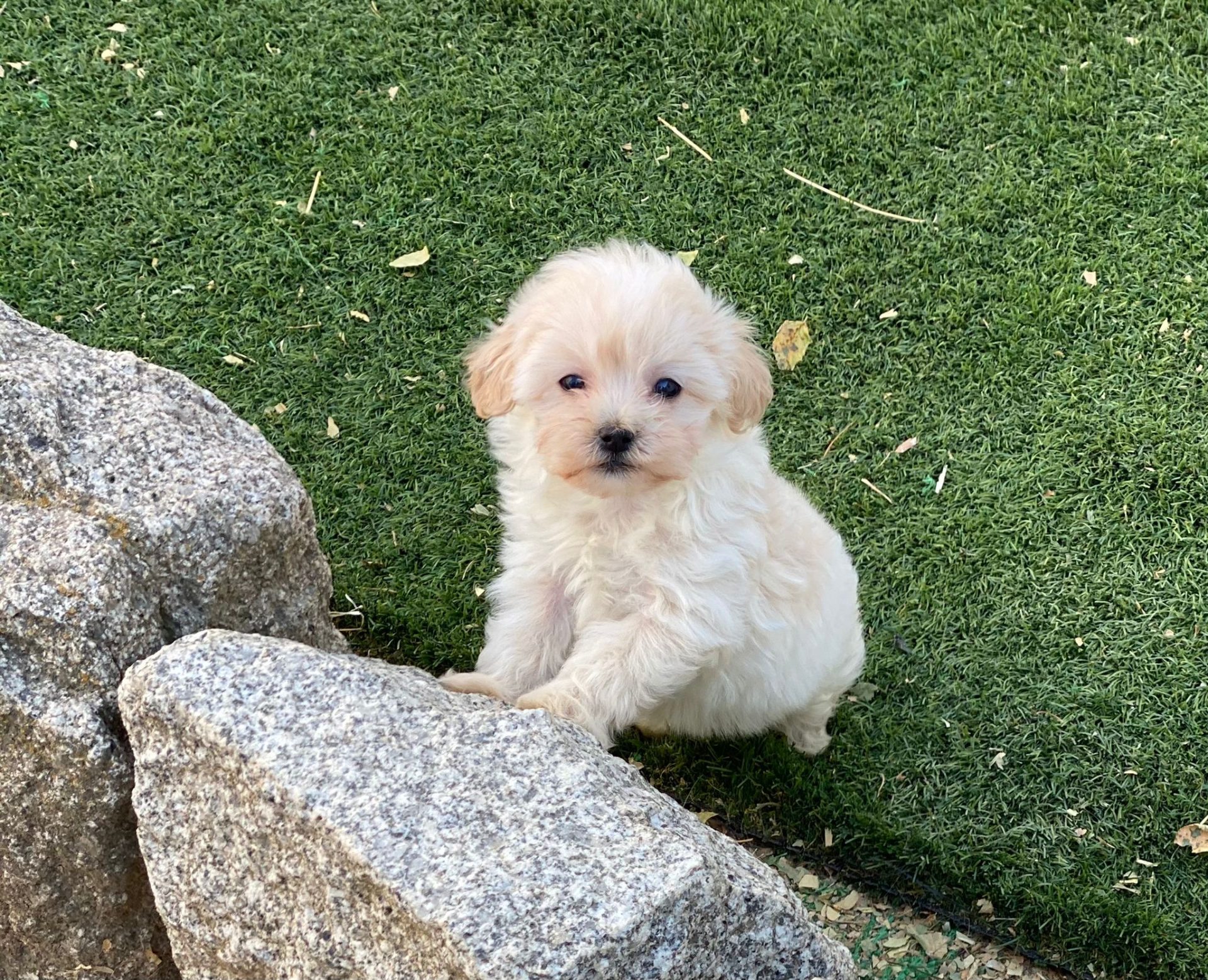 Camada Maltipoo