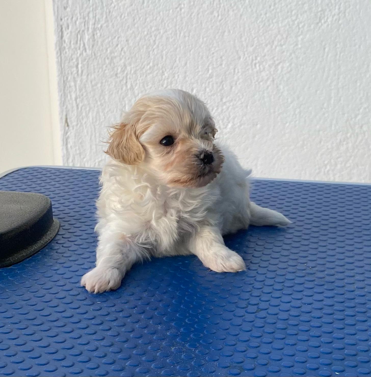 Maltipoo jugando