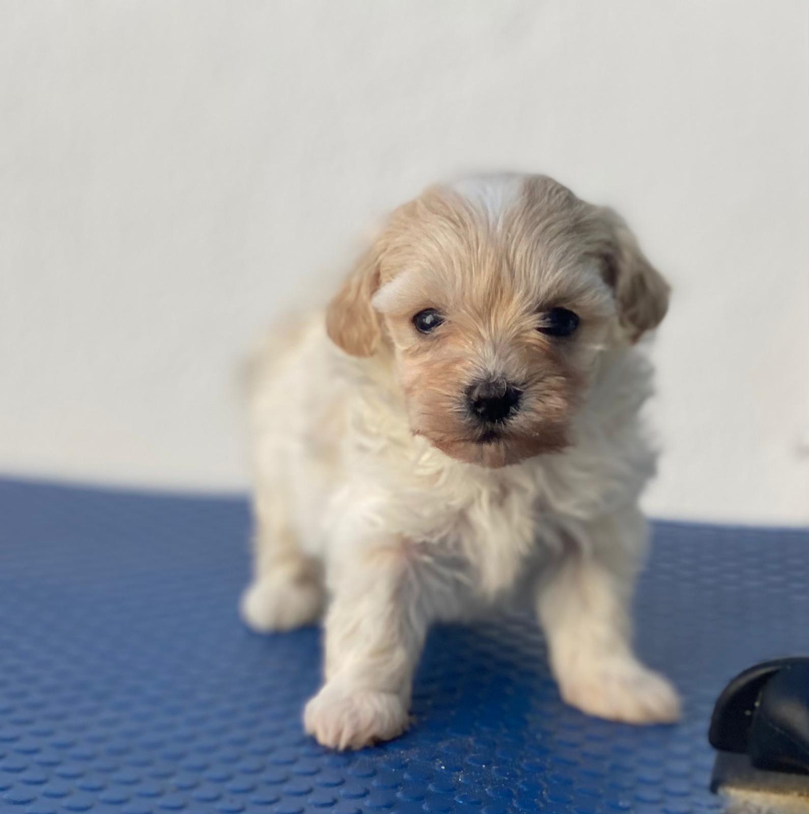 Maltipoo España