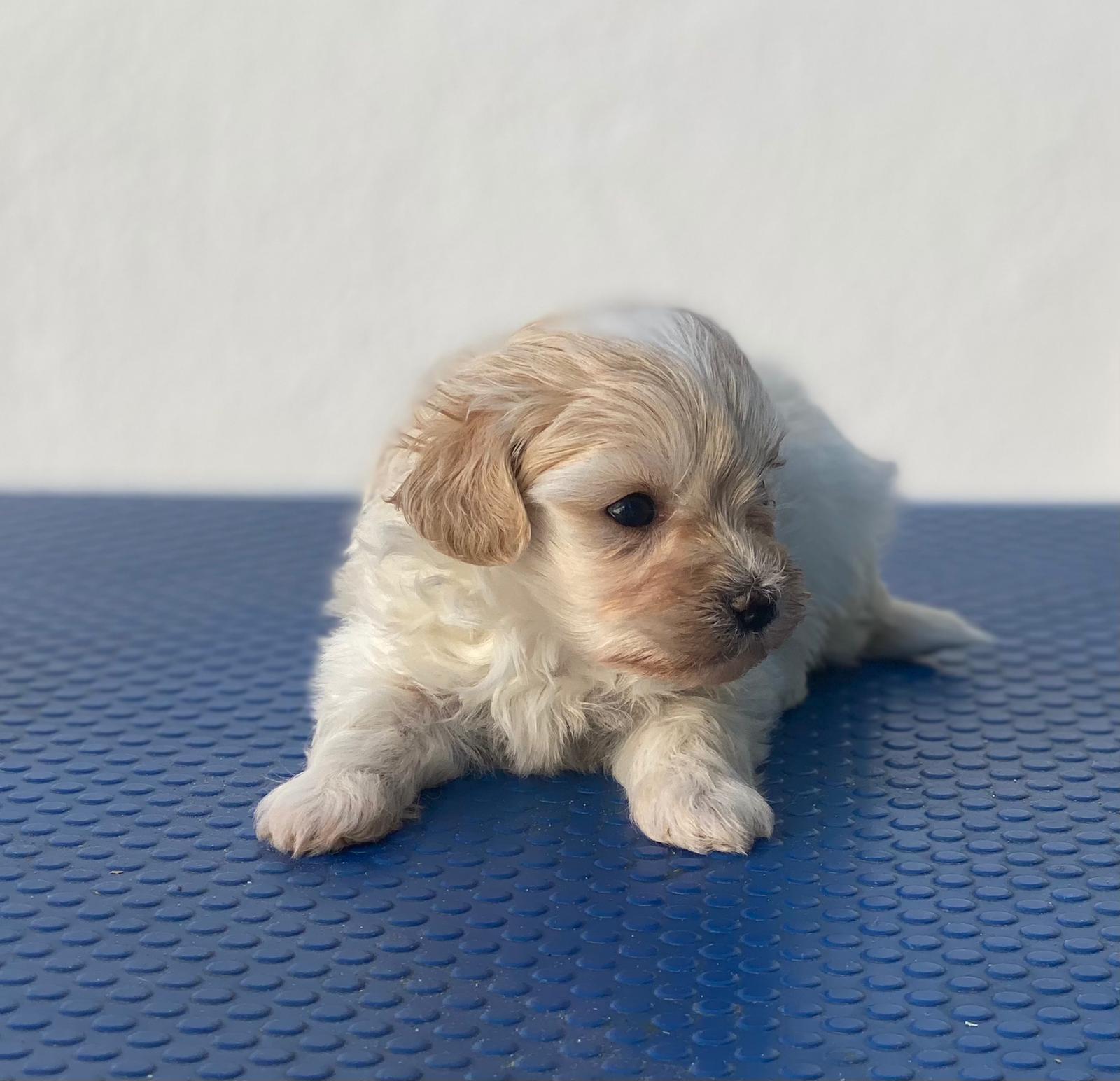 Cachorro Maltipoo
