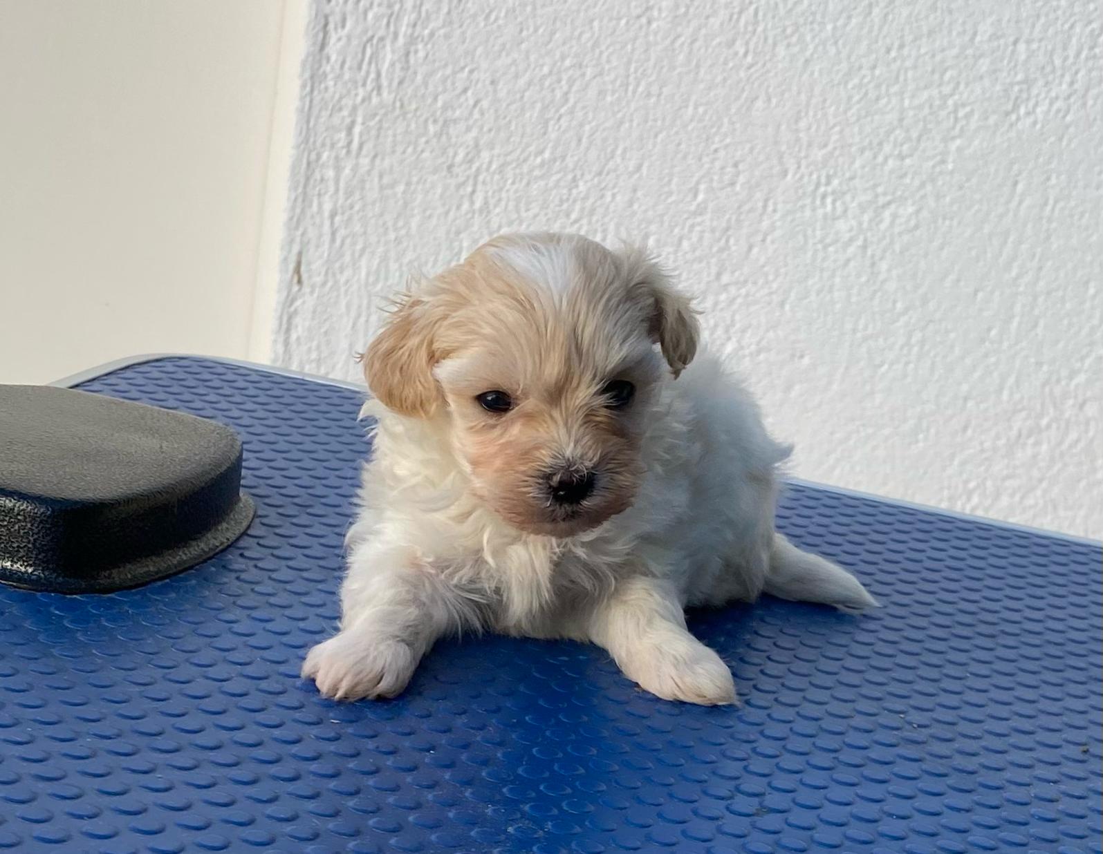 Cachorros Maltipoo disponibles