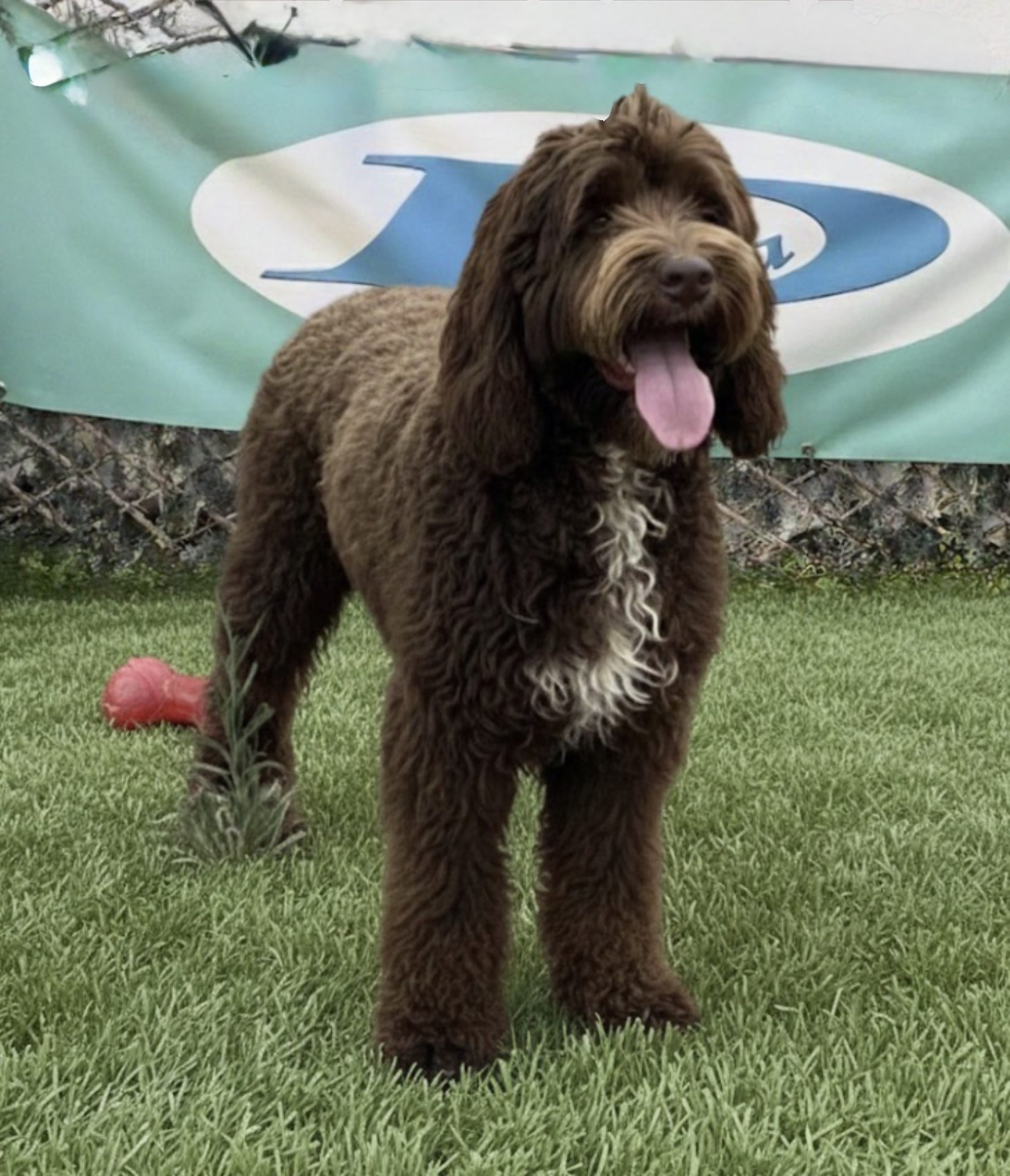 Australian Cobberdog adulto en entorno tranquilo