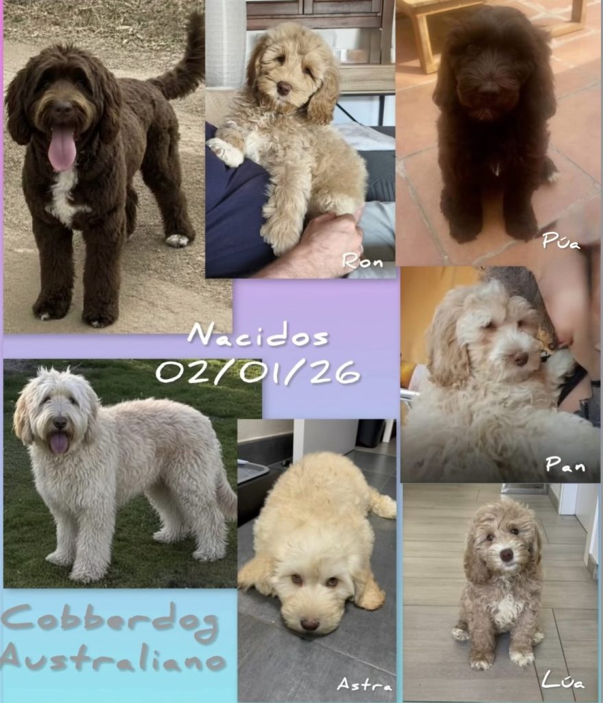Cachorro Australian Cobberdog en criadero Decasla