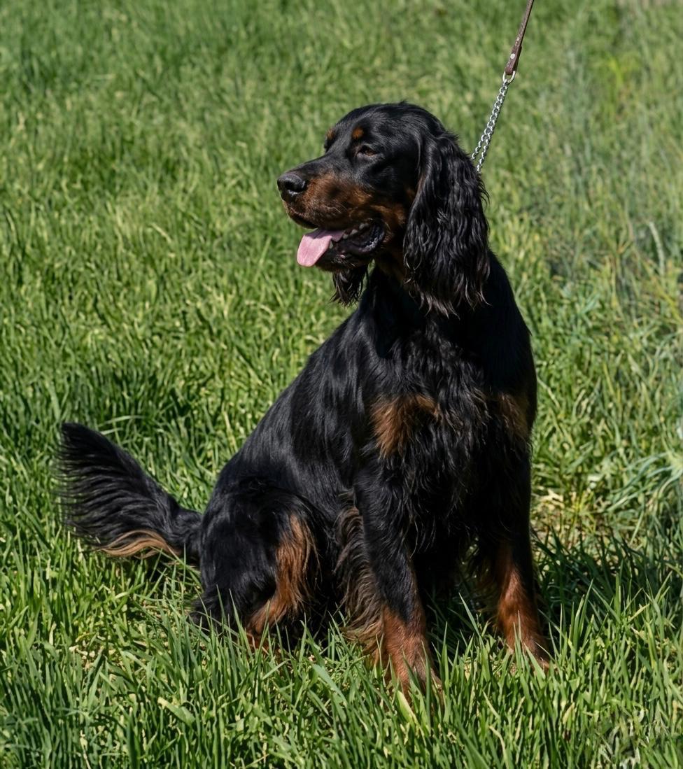 Cachorros Setter Gordon del criadero