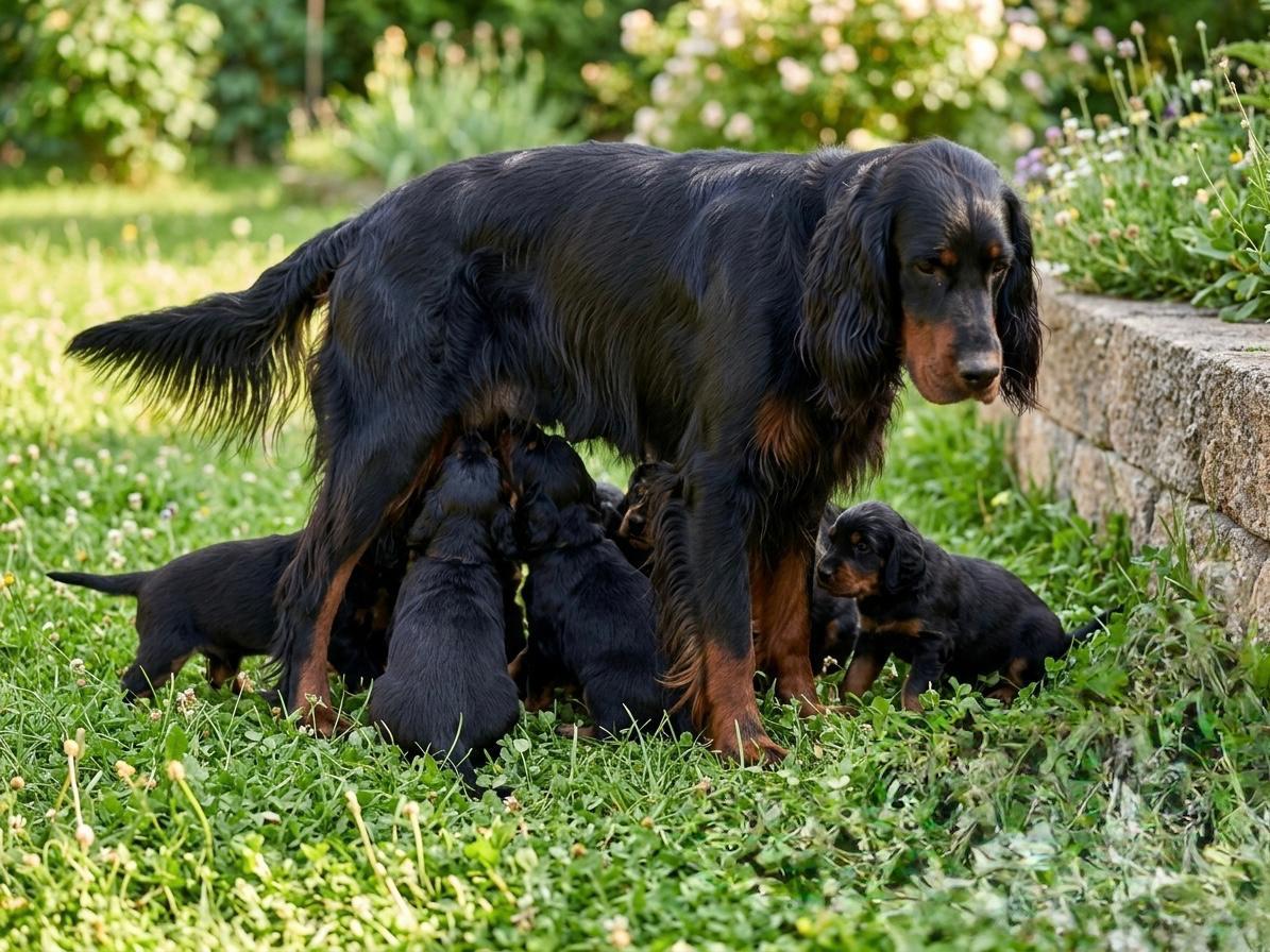 Cachorros Setter Gordon del criadero