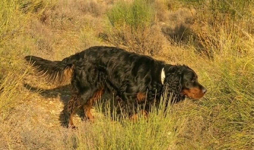 Setter Gordon adulto del criadero Decasla