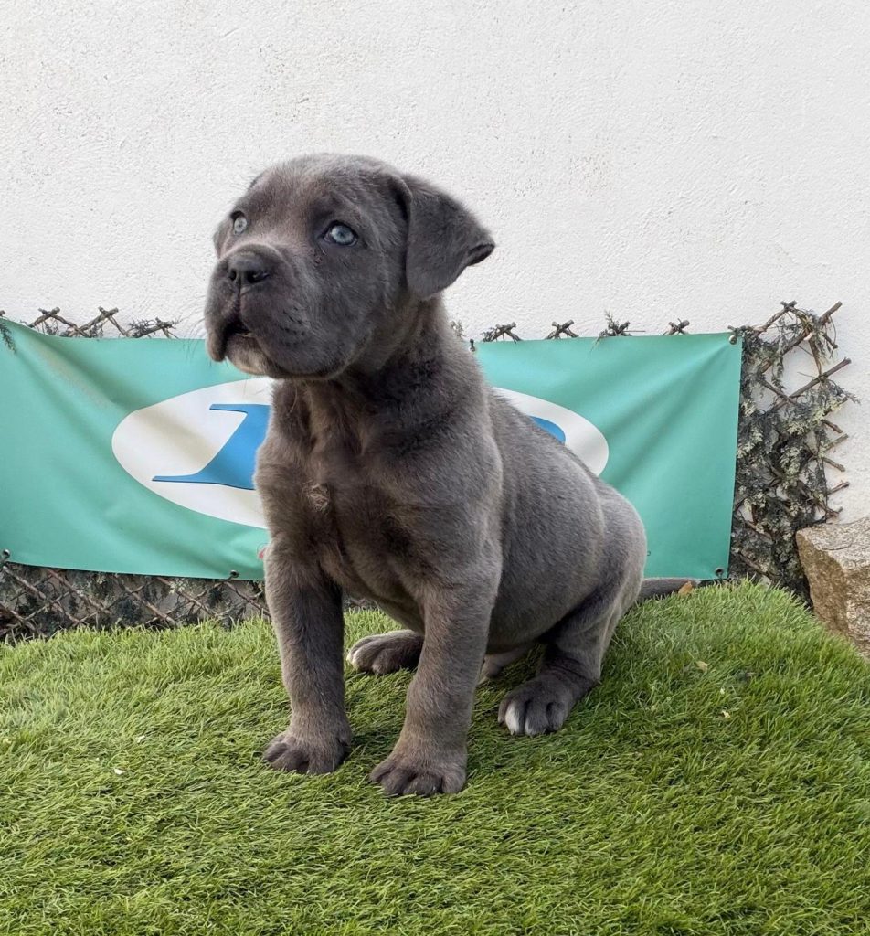 Cane Corso Decasla