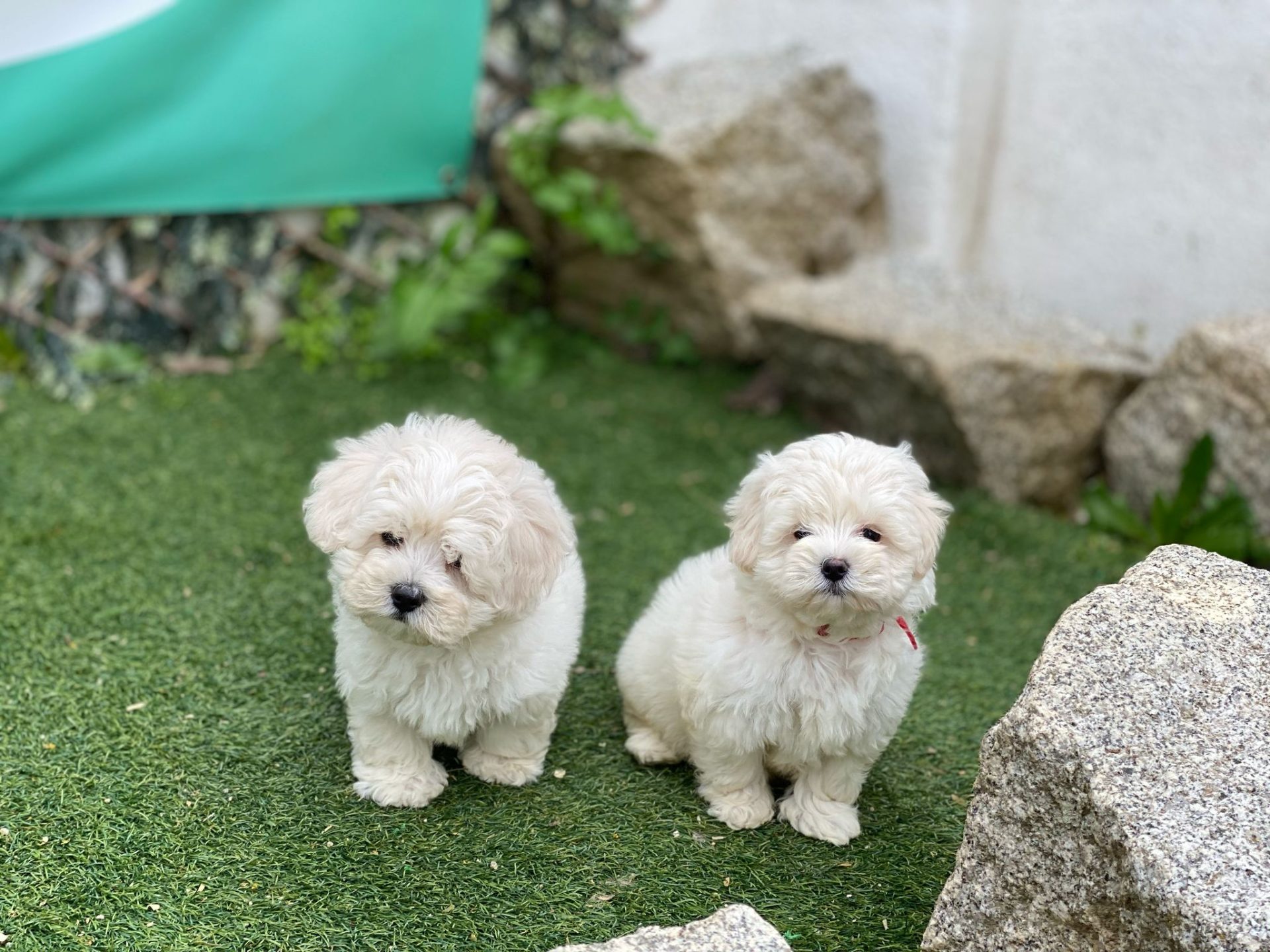Bichón Maltés Decasla