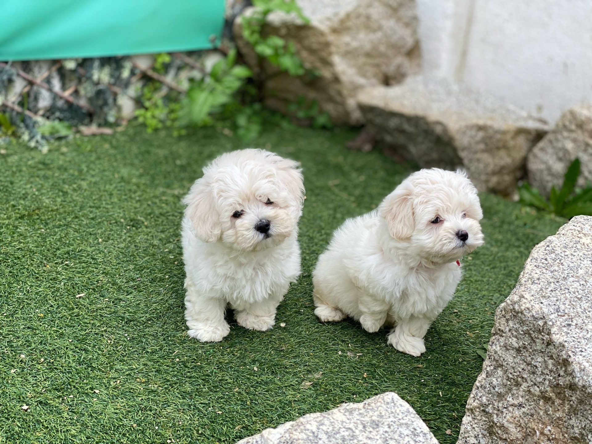Bichón Maltés jugando